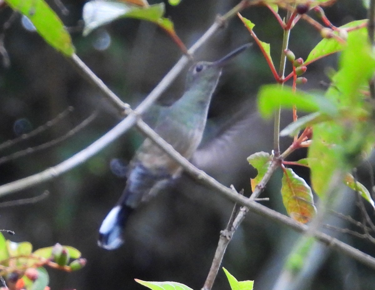 Scaly-breasted Hummingbird - ML647505542