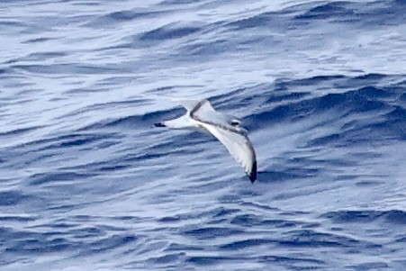 Пріон антарктичний - ML647505544