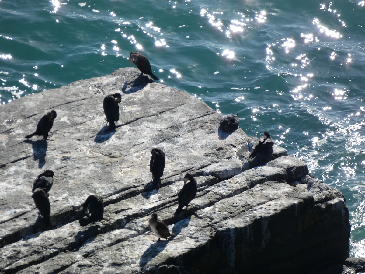 Japanese Cormorant - ML647505554