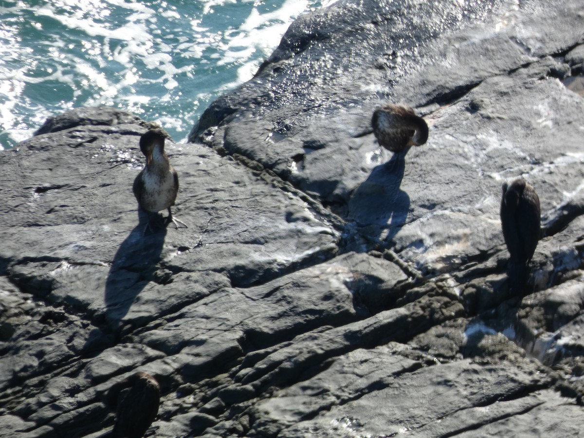 Japanese Cormorant - ML647505555