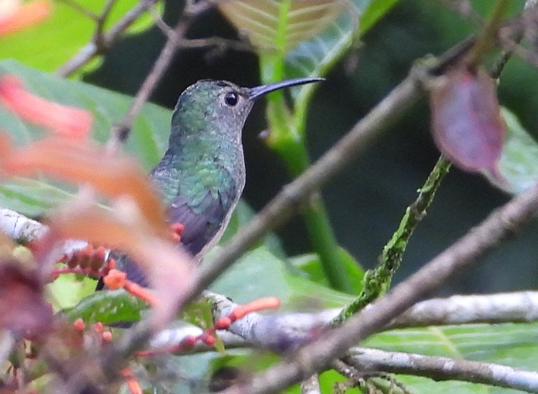 Scaly-breasted Hummingbird - ML647505574