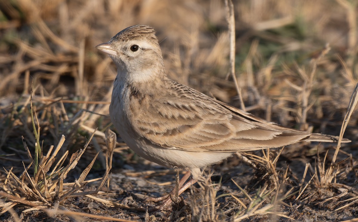 Alouette calandrelle - ML647505591