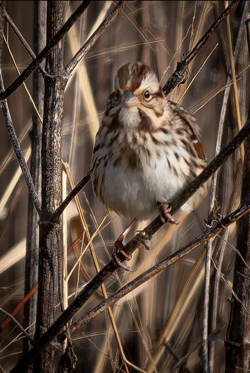 Bruant chanteur - ML647505592
