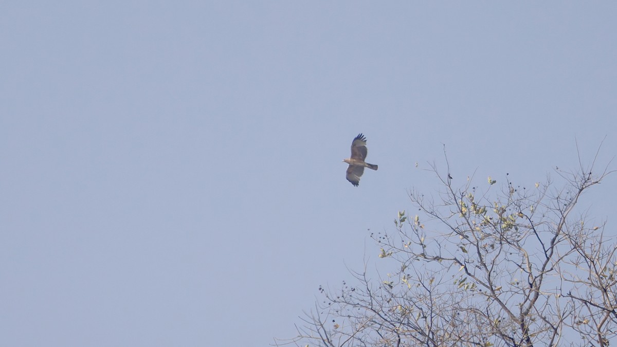 Aigle de Bonelli - ML647505594