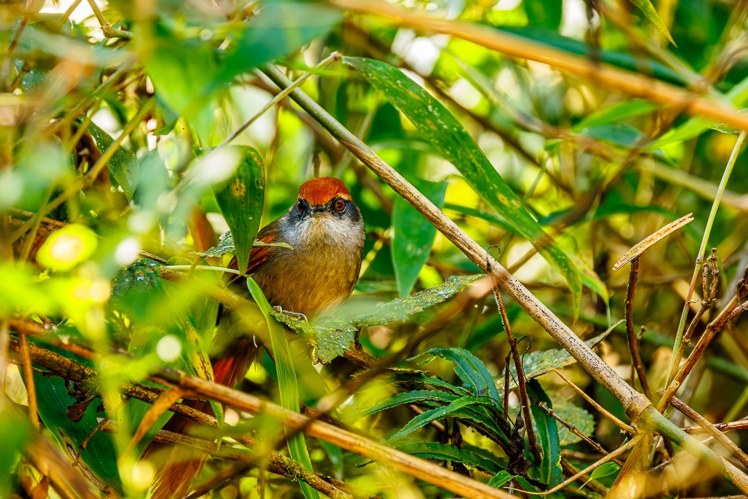 Synallaxe à calotte rousse - ML647505595