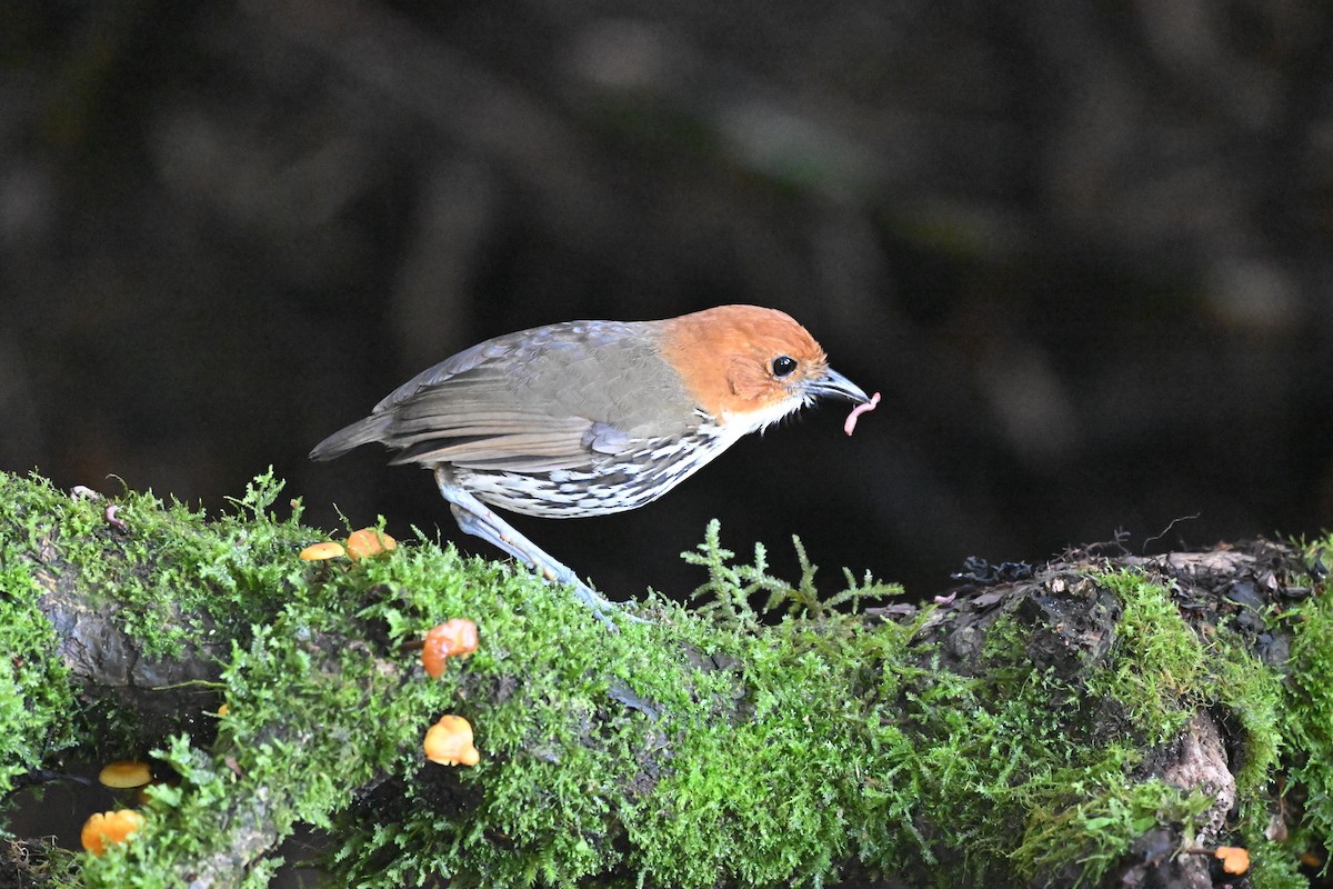 Grallaire à tête rousse - ML647505596