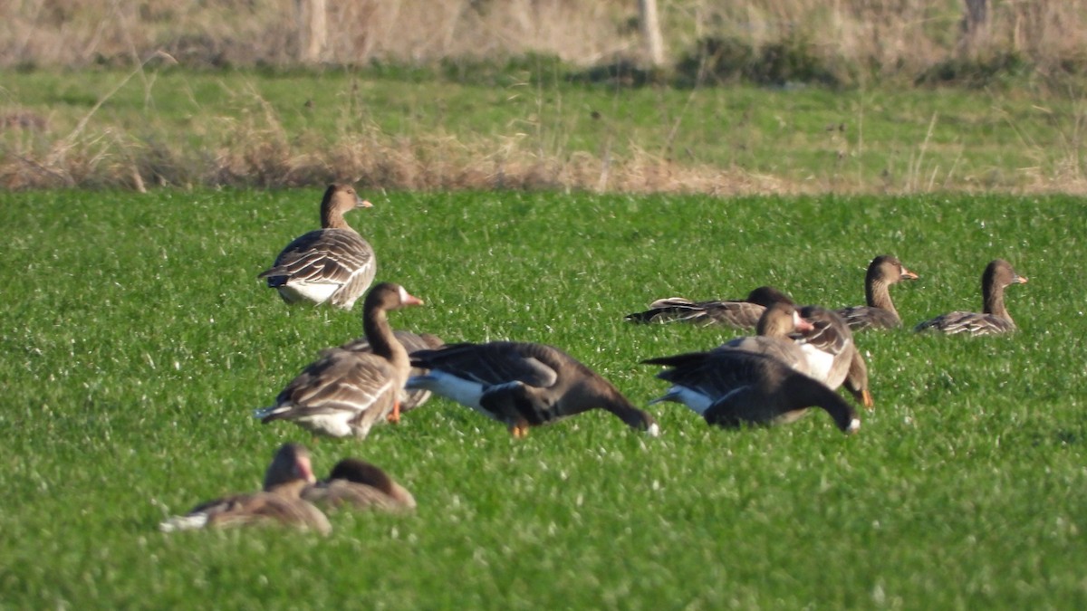 Oie de la toundra - ML647505597