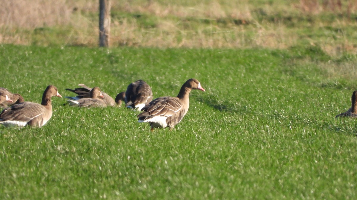 Oie rieuse - ML647505598