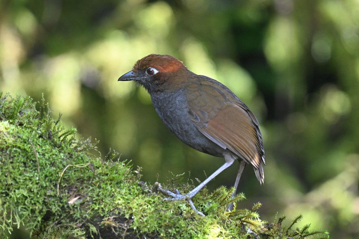 Grallaire à nuque rousse - ML647505599
