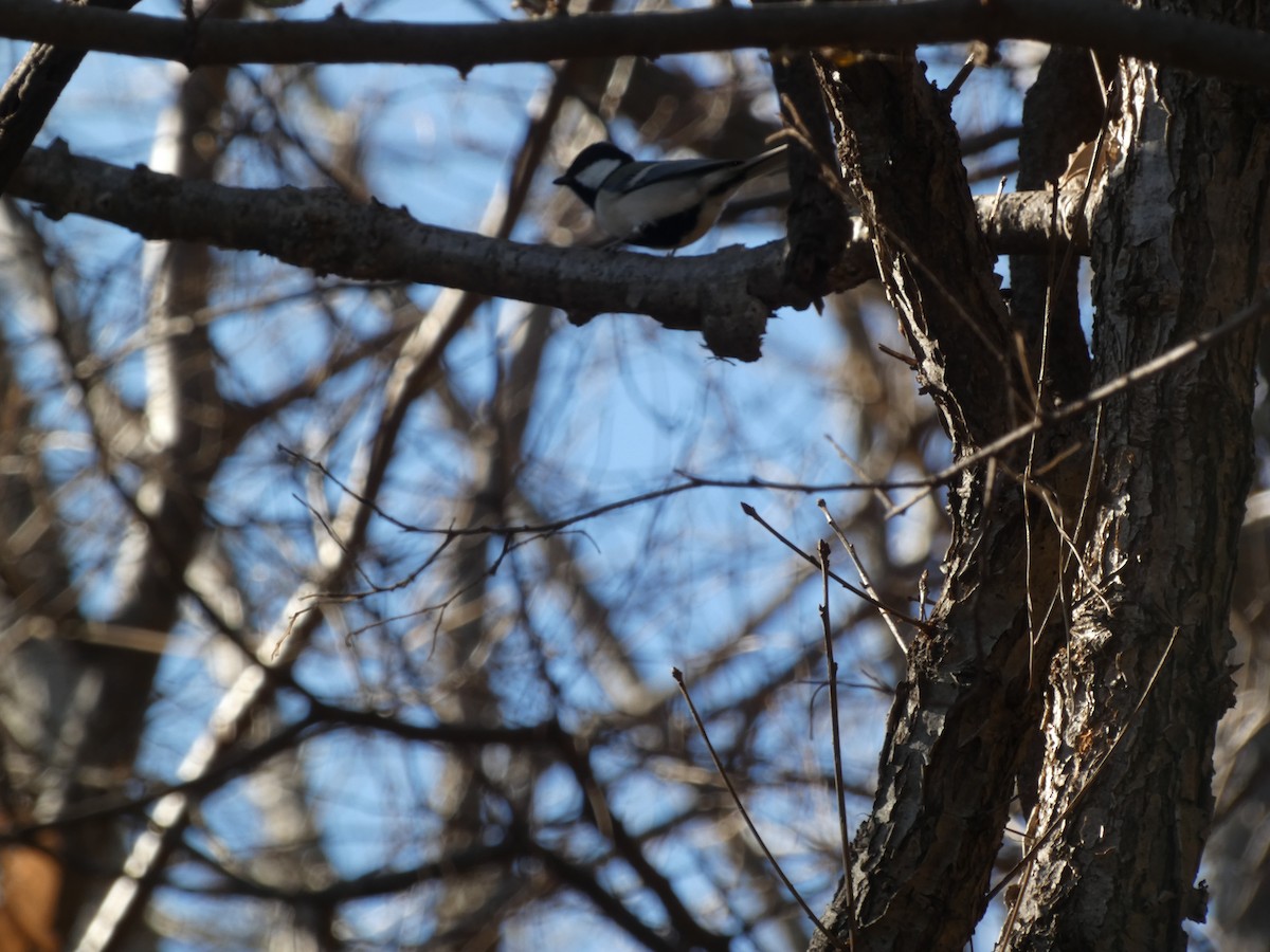 Mésange d'Asie - ML647505600