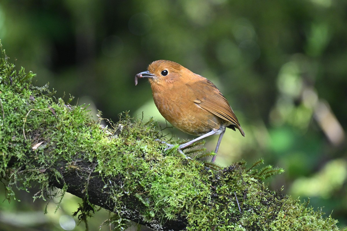 Grallaire d'Équateur - ML647505601