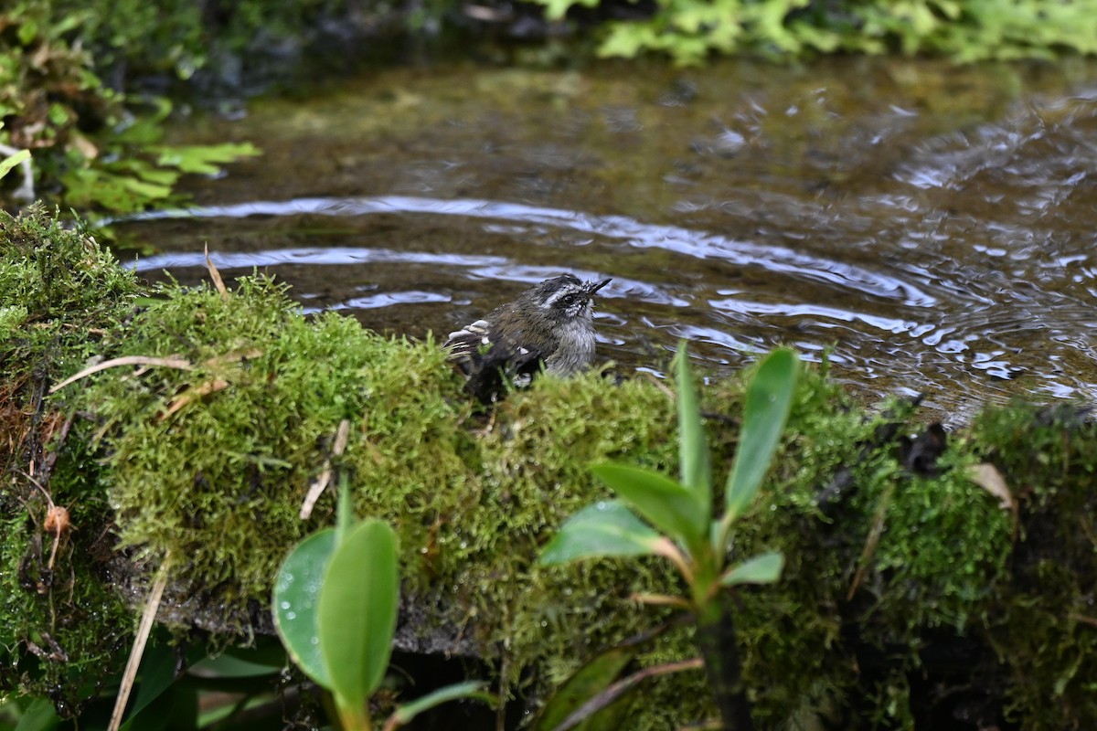 Tyranneau à sourcils blancs - ML647505606