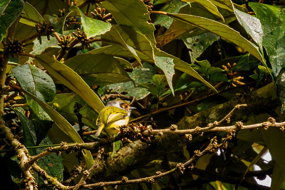 Microtyran oreillard - ML647505607