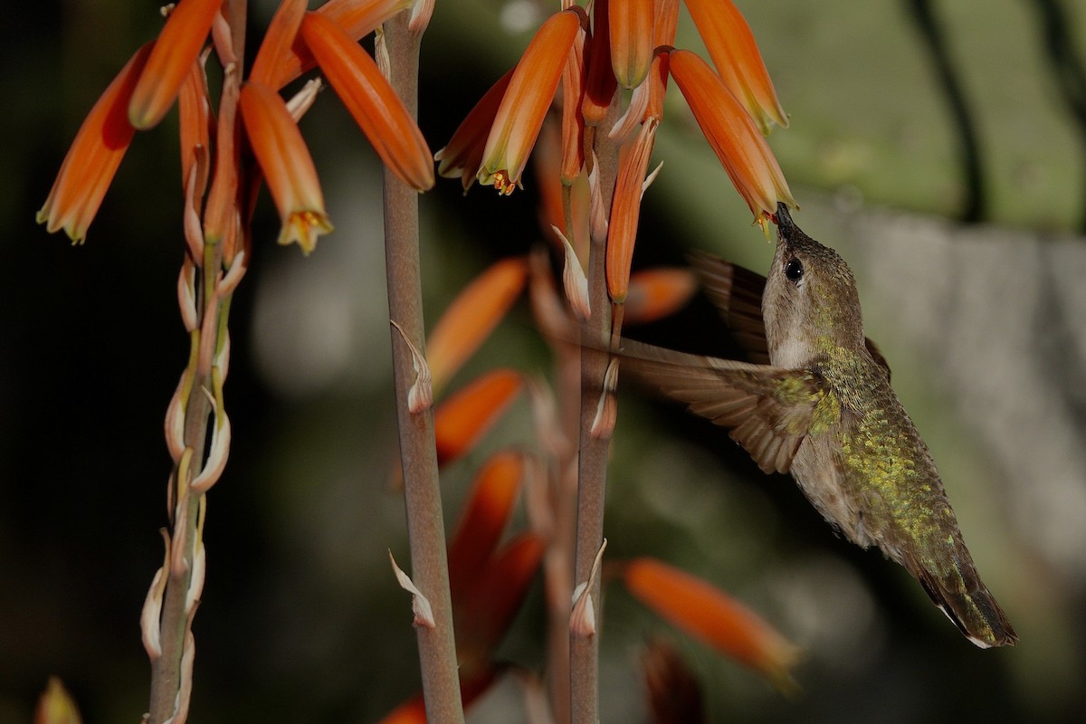 Colibri d'Anna - ML647505608