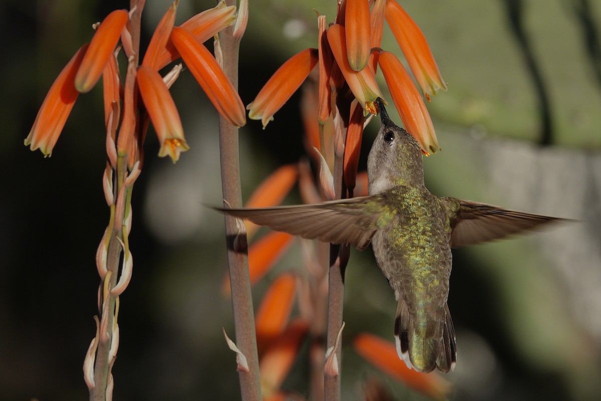 Colibri d'Anna - ML647505609