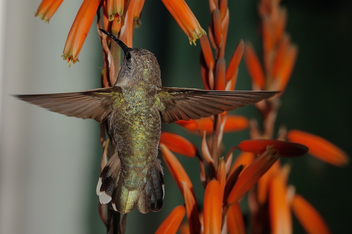 Colibri d'Anna - ML647505610