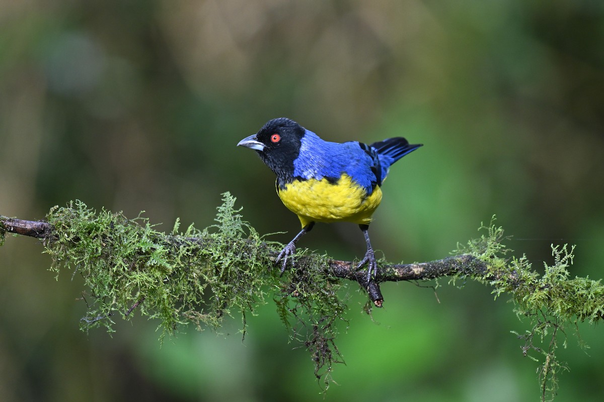 Tangara montagnard - ML647505611