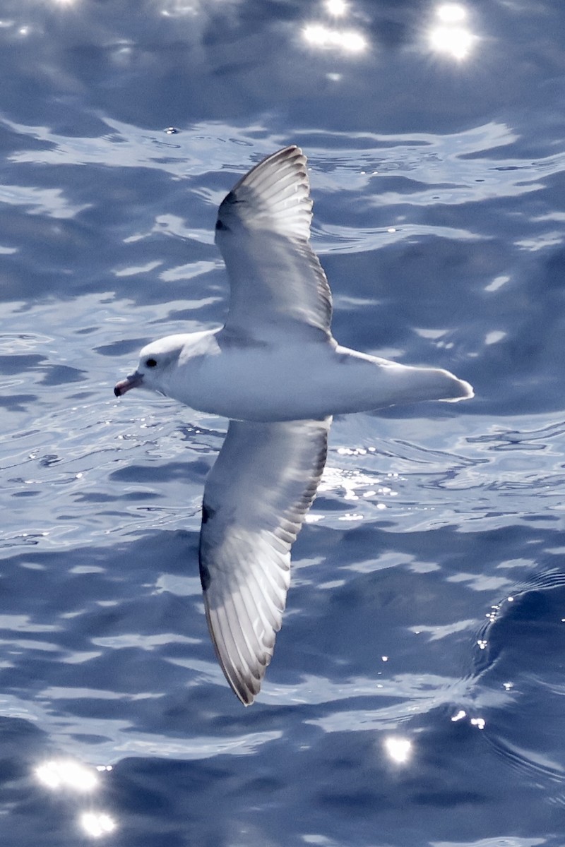 Fulmar argenté - ML647505612