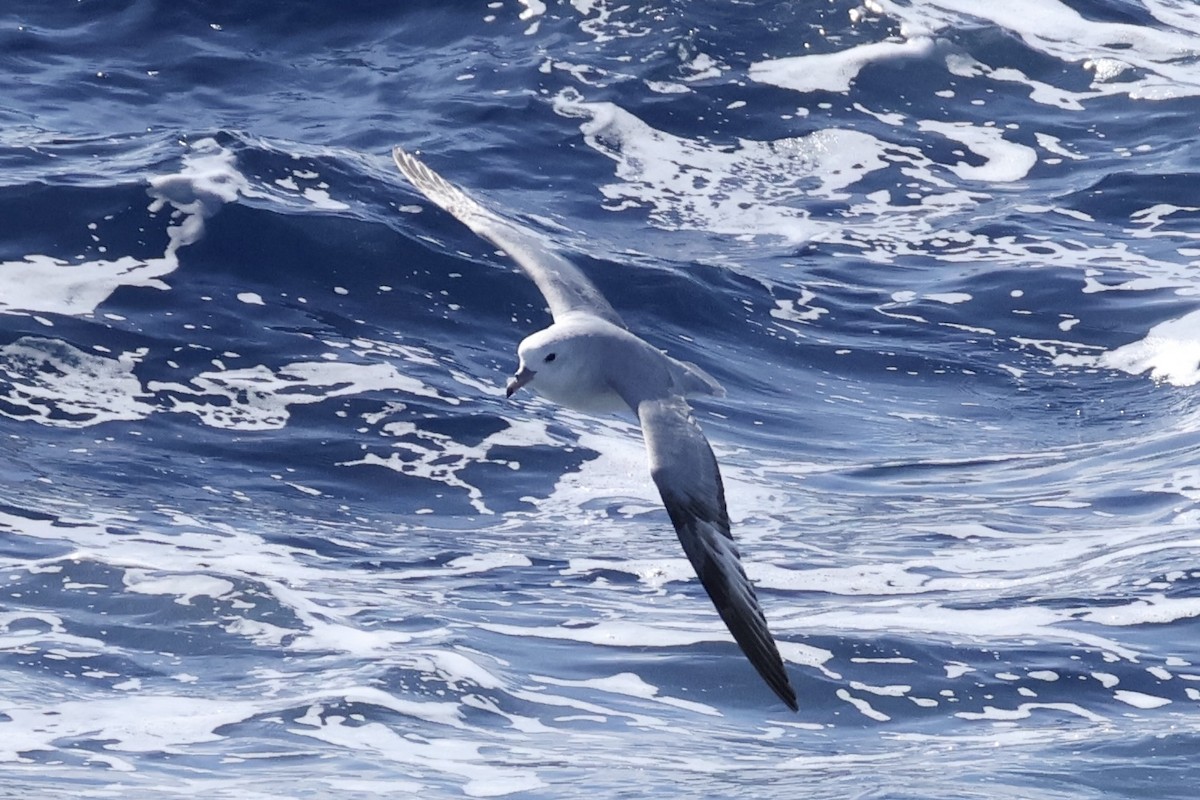 Fulmar argenté - ML647505613