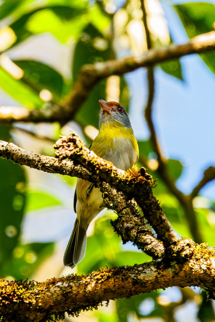 Sourciroux mélodieux - ML647505615