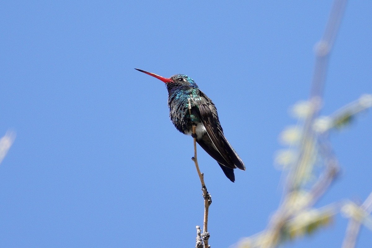 Colibri circé - ML647505617