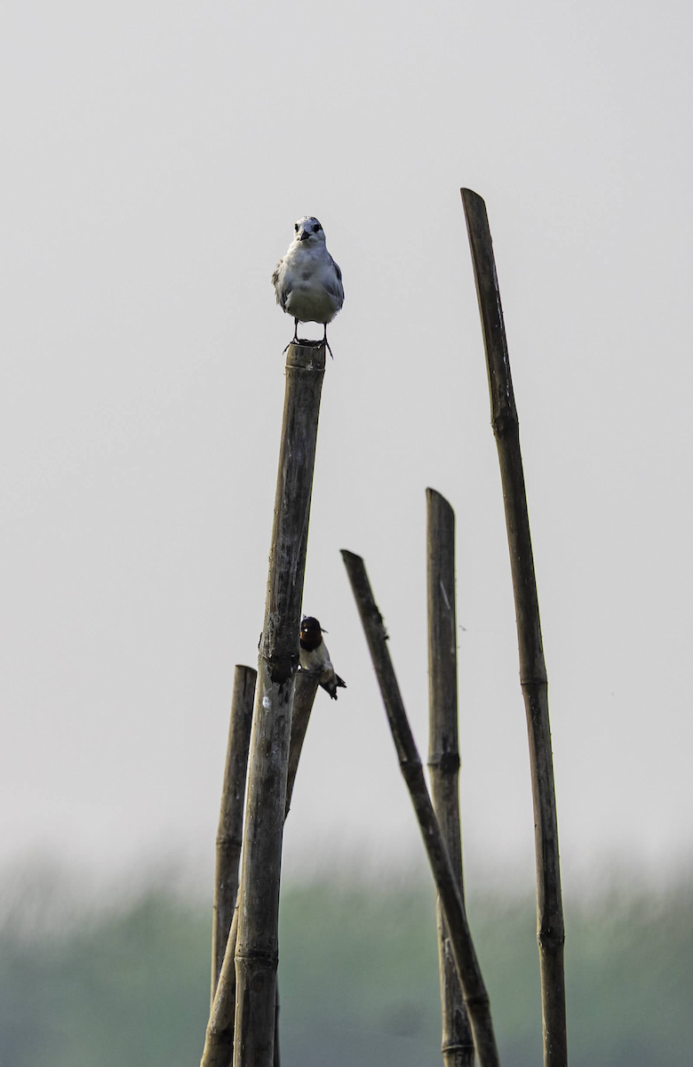 Guifette moustac - ML647505618