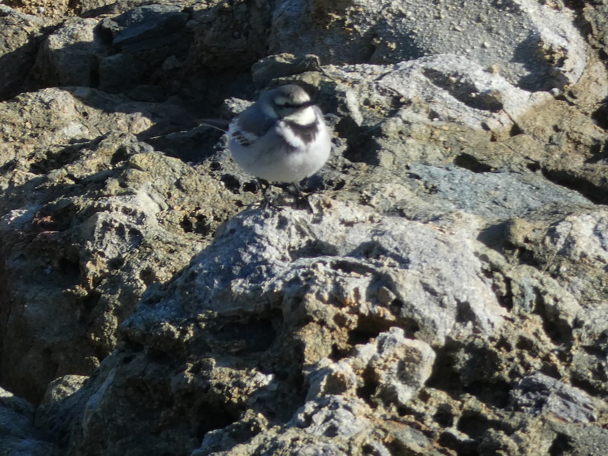 Bergeronnette grise - ML647505619