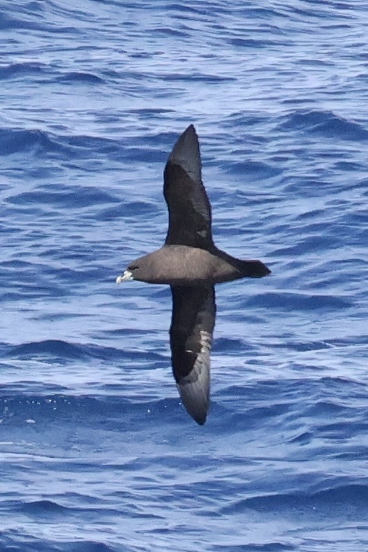 Puffin à menton blanc - ML647505620