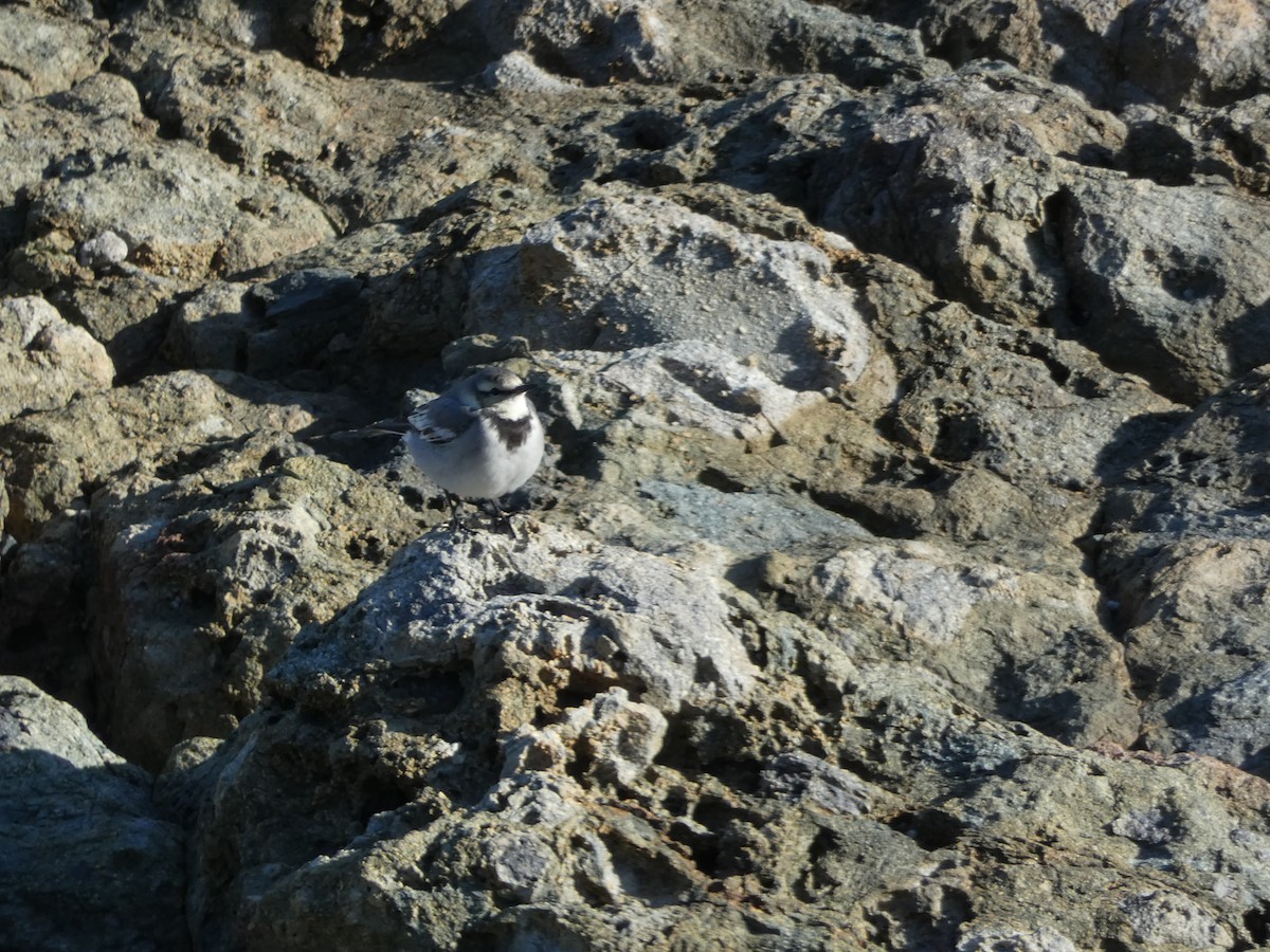 Bergeronnette grise - ML647505621