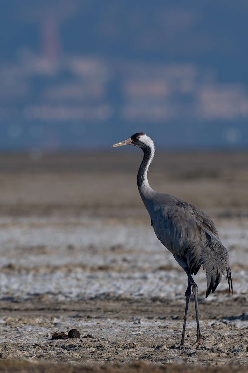 Grue cendrée - ML647505623