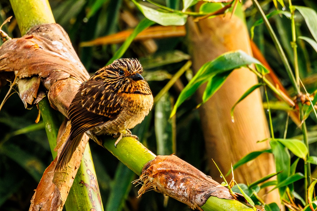 Tamatia rayé - ML647505624