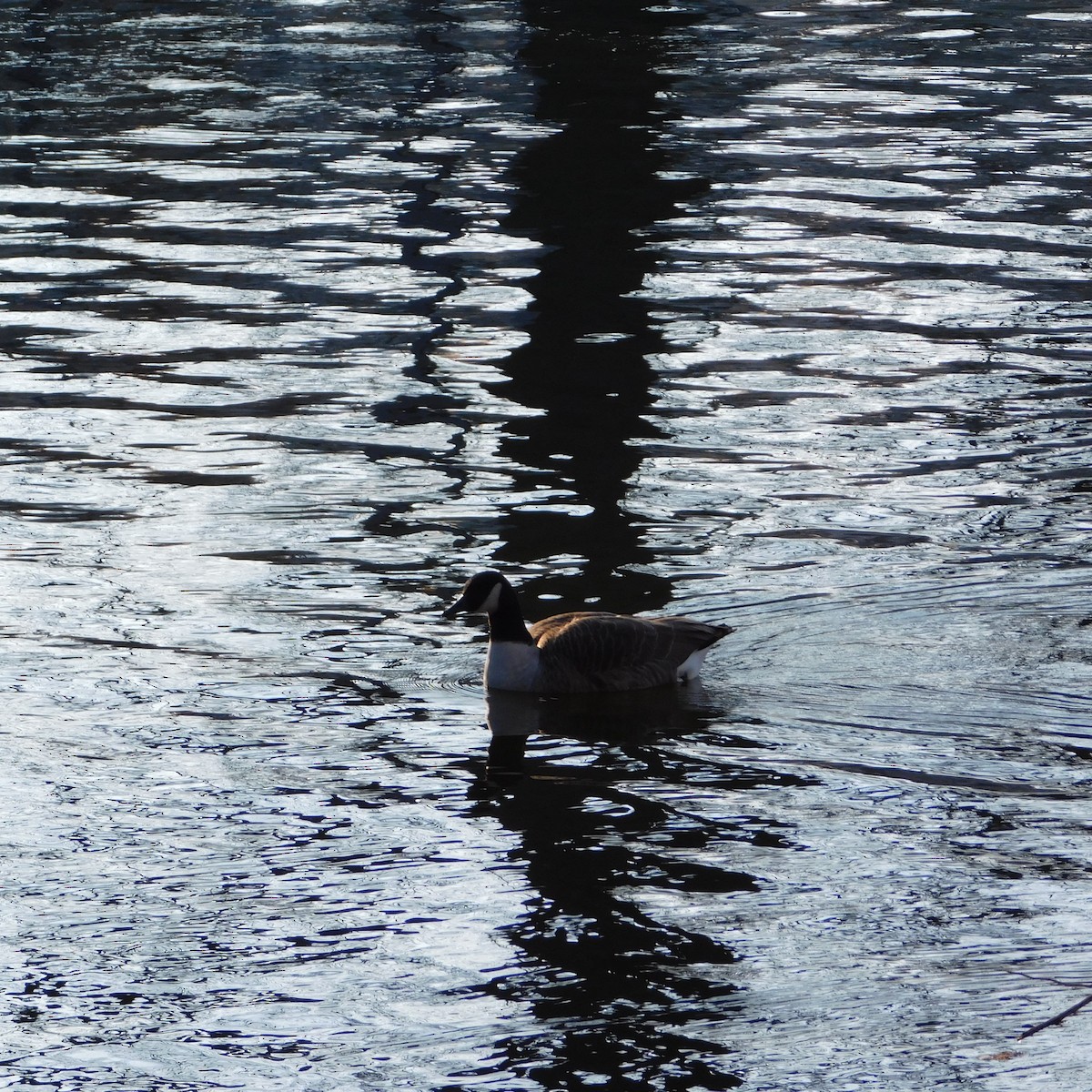 berneška velká - ML647505629