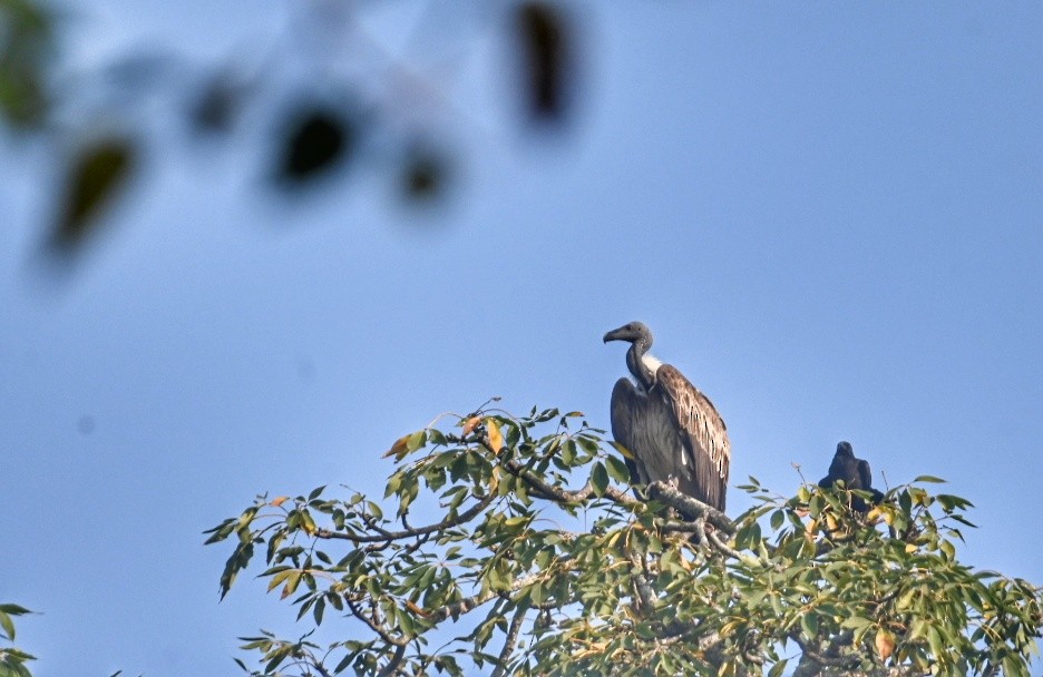 Slender-billed Vulture - ML647505639