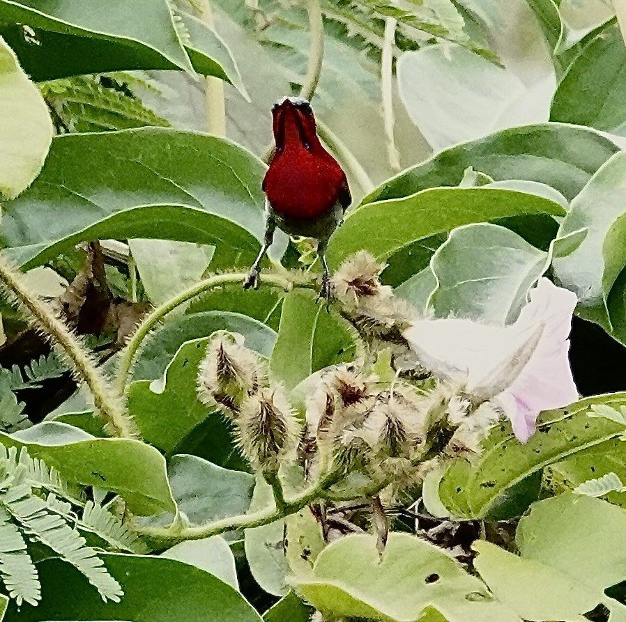 Crimson Sunbird - ML647505651