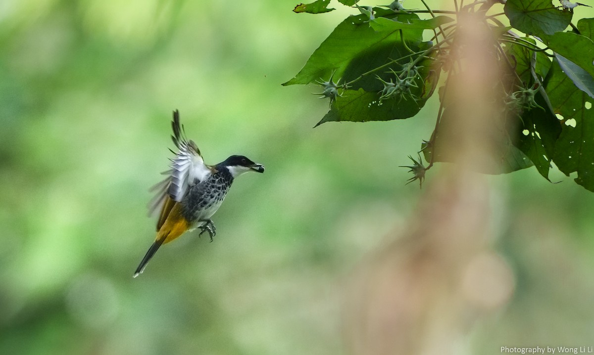 skjellbylbyl - ML647505675