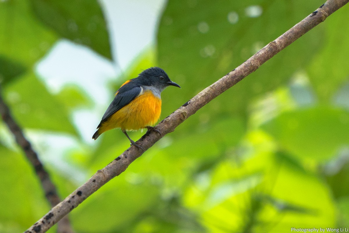 Orangebauch-Mistelfresser - ML647505689