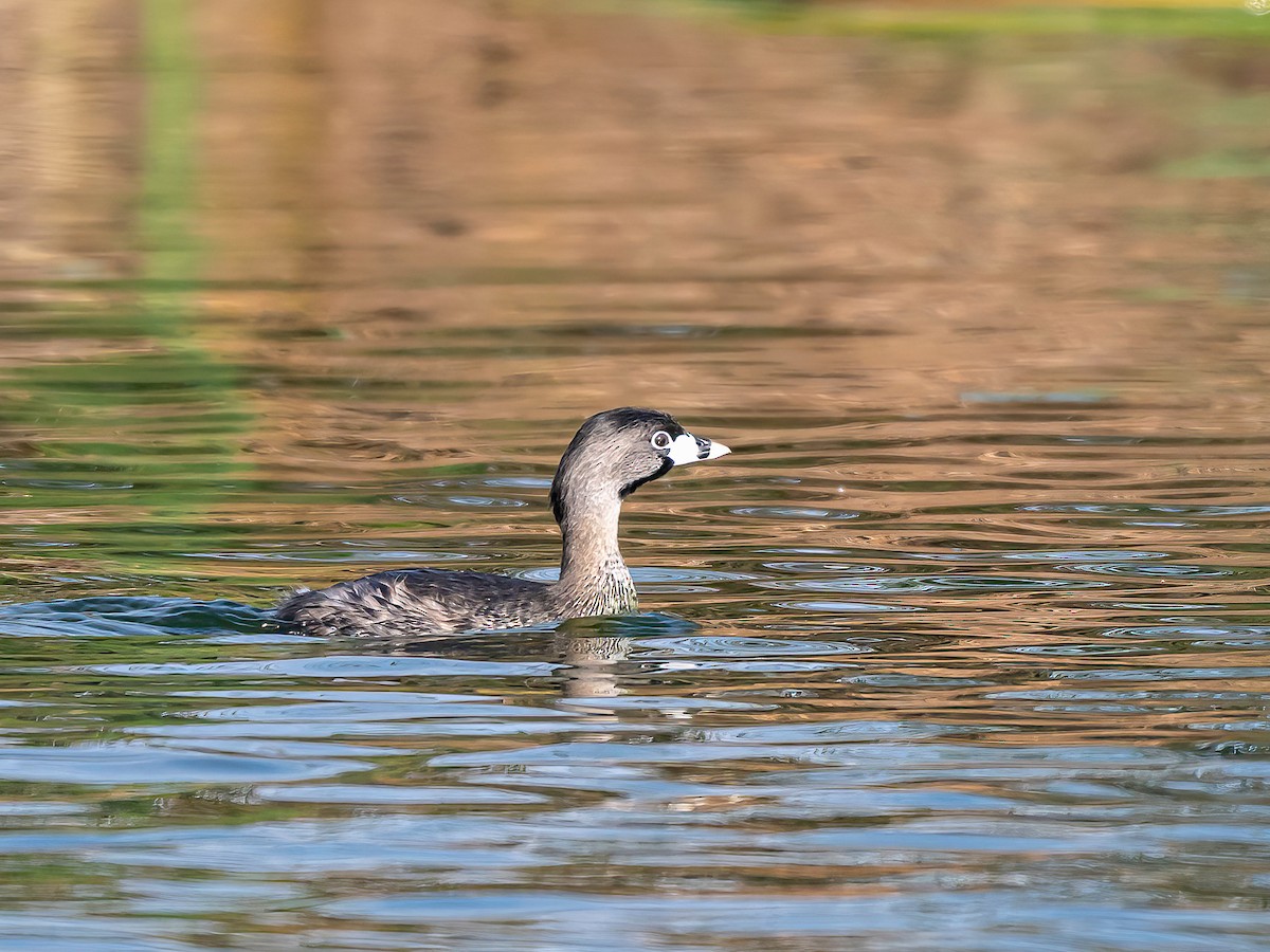 Bindentaucher - ML647505690