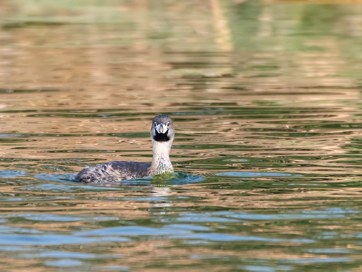 Bindentaucher - ML647505691