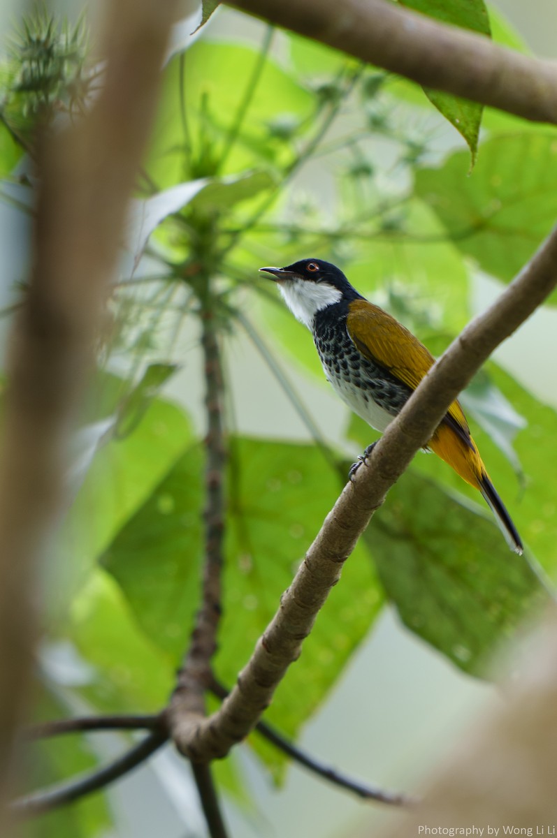 Schuppenbülbül - ML647505692