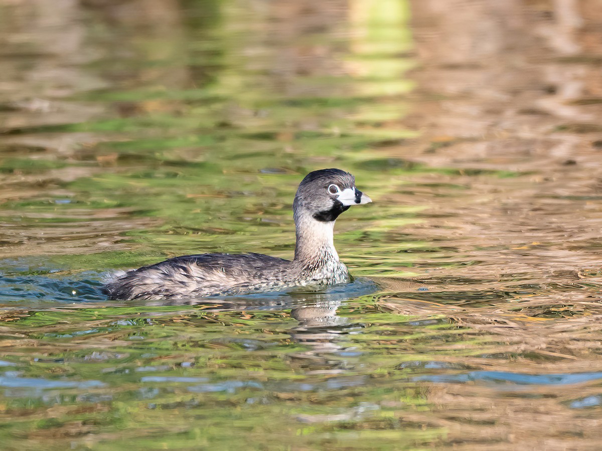 Bindentaucher - ML647505693