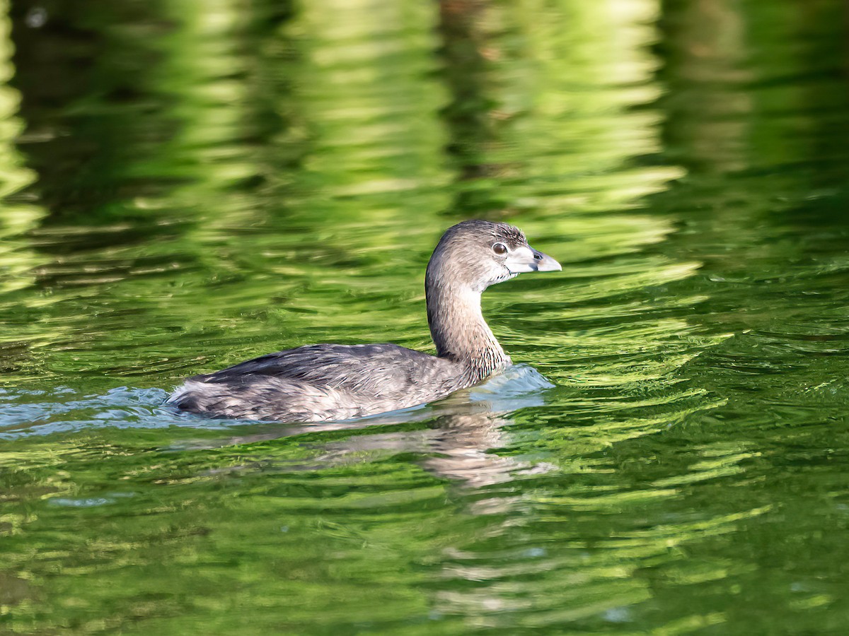 Bindentaucher - ML647505694