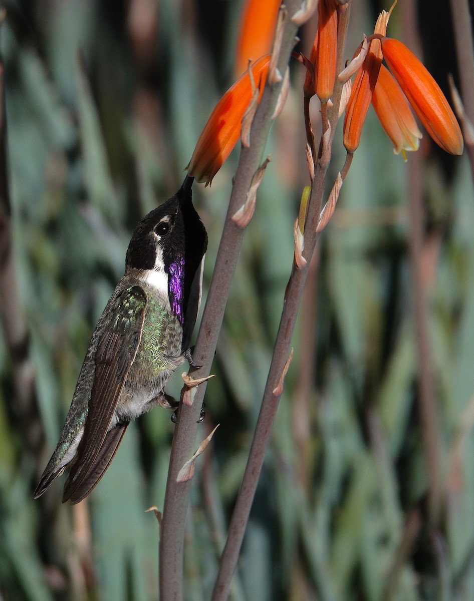 Veilchenkopfelfe - ML647505695