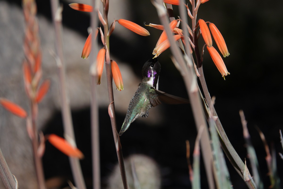 Veilchenkopfelfe - ML647505696