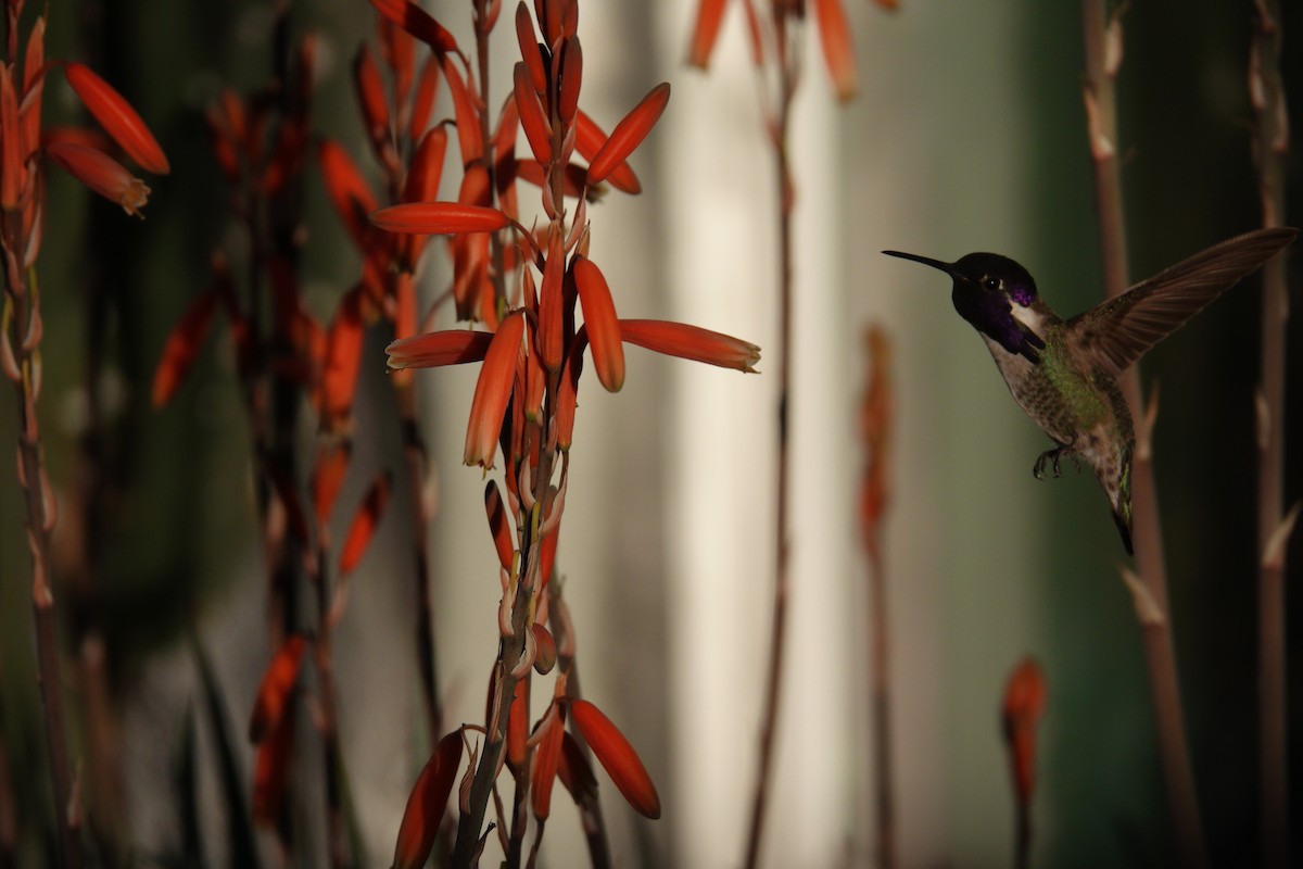 Veilchenkopfelfe - ML647505697