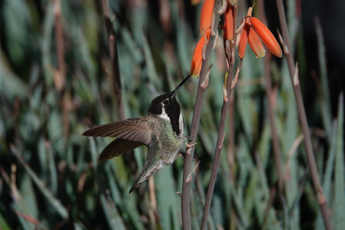 Veilchenkopfelfe - ML647505698