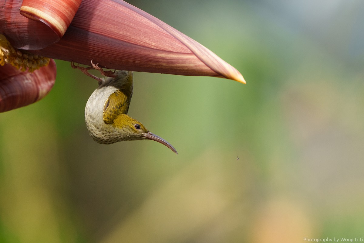 Graubrust-Spinnenjäger - ML647505700