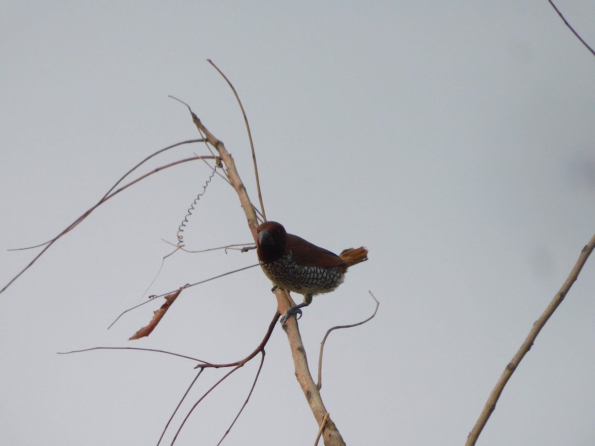 Muskatbronzemännchen - ML647505701