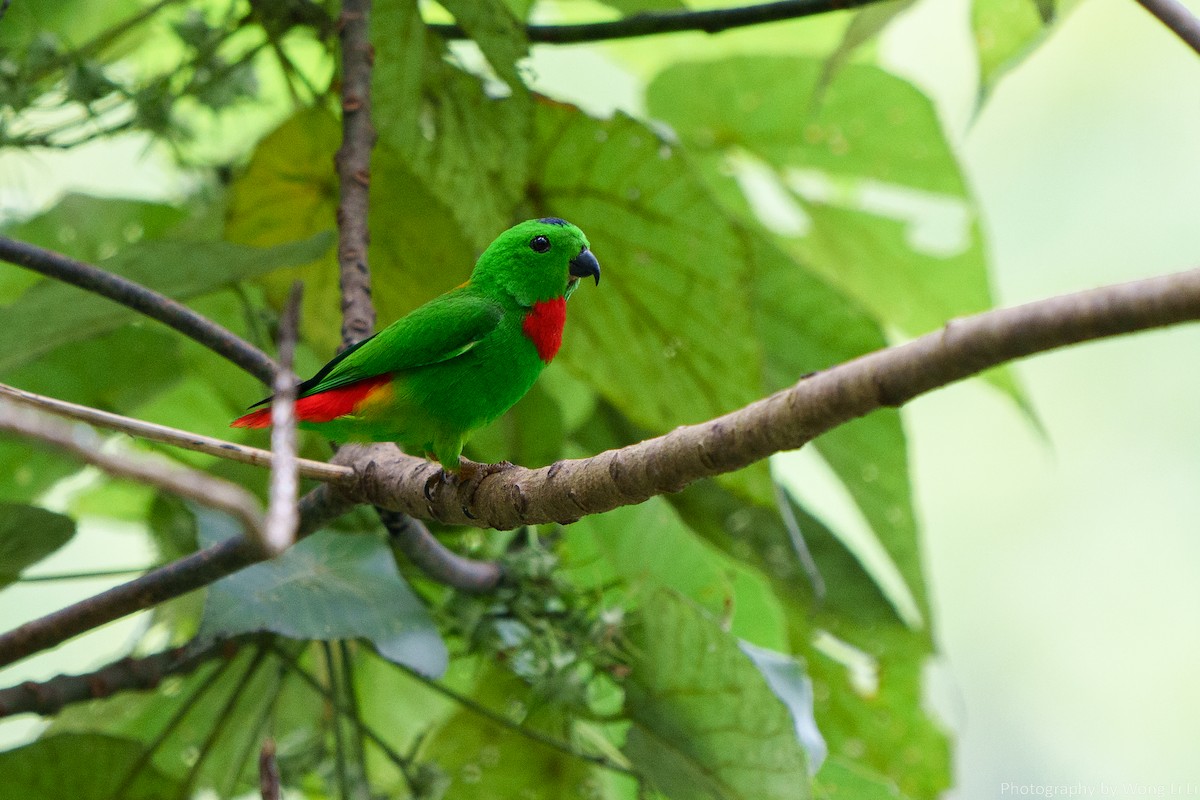 Blaukronenpapageichen - ML647505704