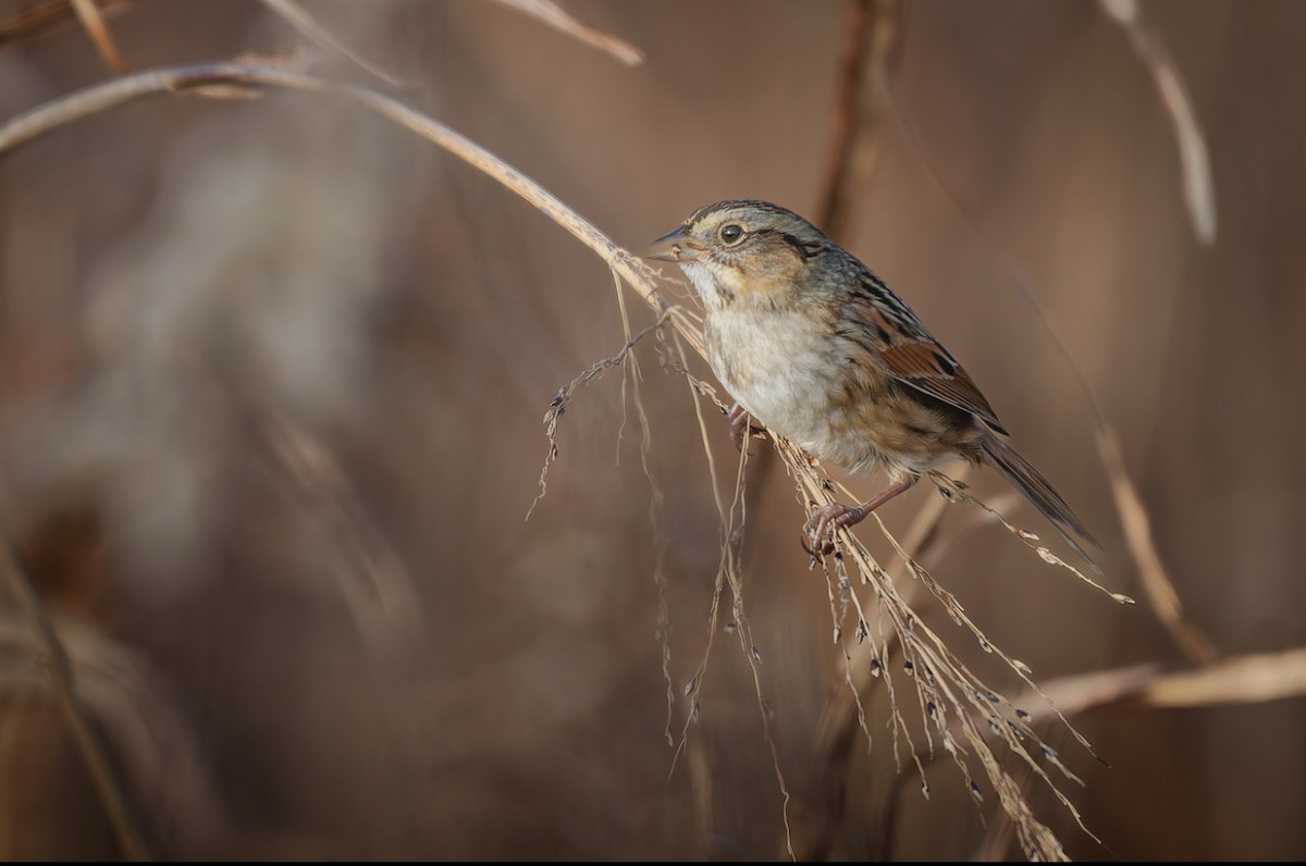 Sumpfammer - ML647505705