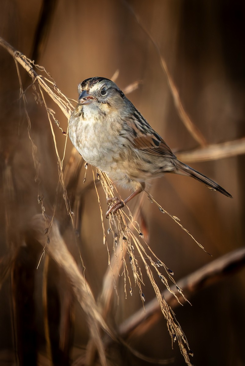 Sumpfammer - ML647505706